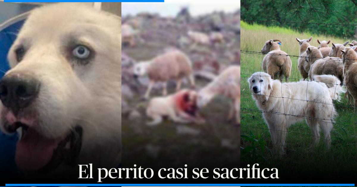 Es Un H Roe Perro Pastor Mat A Ocho Coyotes Mientras Proteg A A